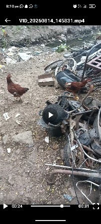 રેડ મુર્ગા