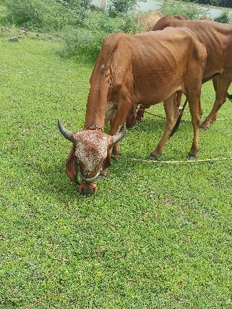 ફિ.. ફિ‌.. ફિ.. 
વાછડી દેવાની છે