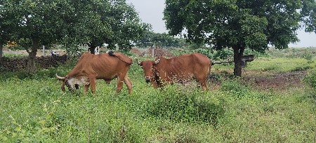બળદ વેચવાના છે