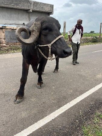 ભેંસ