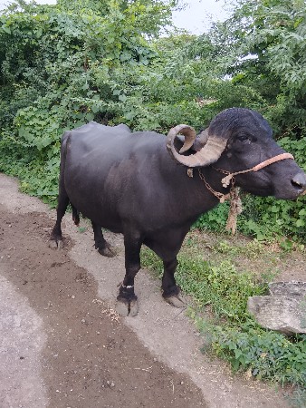 ભેશ વેચવાની સે 9904631059