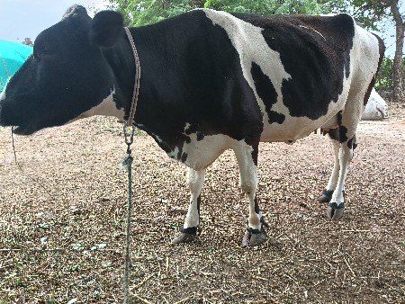 ગાય વેચવાની છે