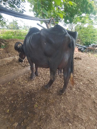 ભેશ વેસવાની છે