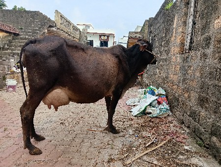 ગાય
