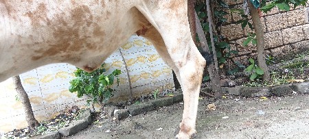 2ગાય વેસવાની છે