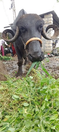 વેચવા ની છે