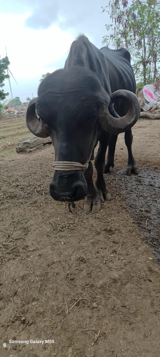 ખડેલી વેચવાની છે