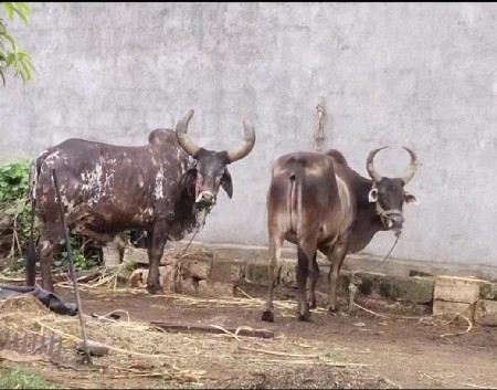 બળદ વેશવા ના સે સાવ સોજા