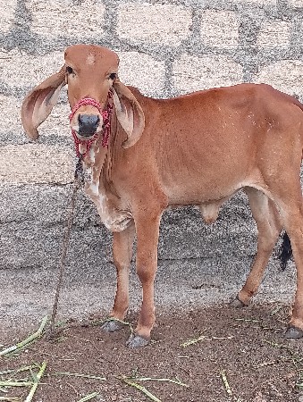 ગીર ગાય ની વાછડી