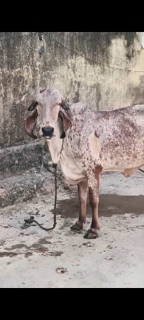 વેચવાની છે