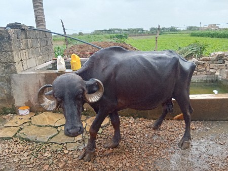 ભેંસ વેચવાની છે