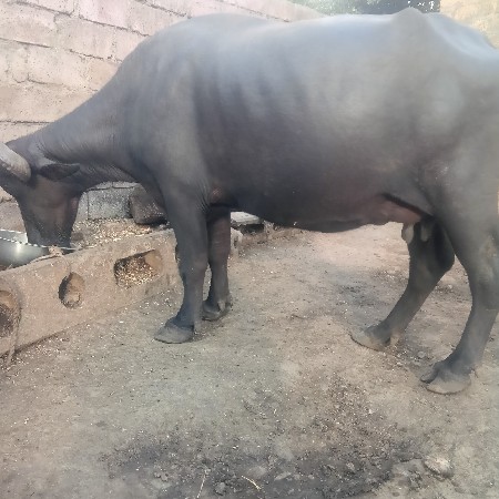 આ ભેંસ વેચવાની છે