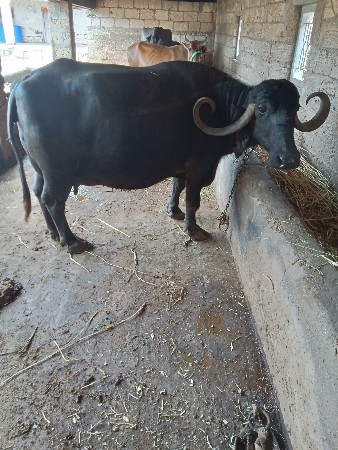 વેચવા ની છે