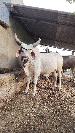 કોકરેજ હોળકી