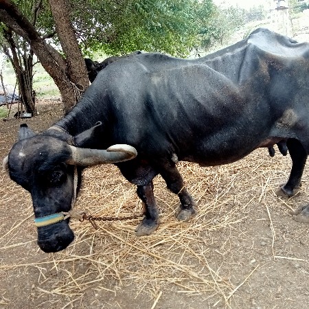 ભેંસ વેસવા ની સે