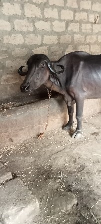 ભેંસ વેચવાની છે