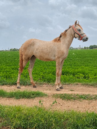 આ વછેરી વેચવાની છે