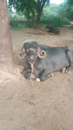 ભેંશ ના સાટા કરવા છે
