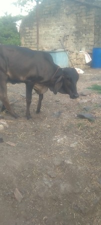 gir cros vasdi devani se