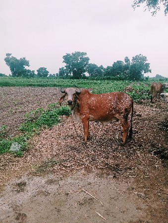 ગીર કાબરી ગાય આપવાની છે શાન્ત