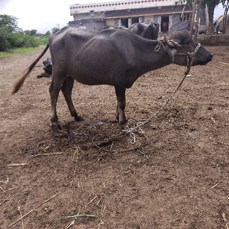 ત્રણ ખડલા વેચવાના છે