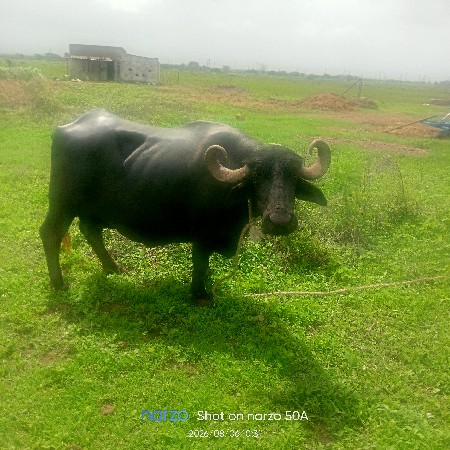 ભેંસ વેચવાની છે
