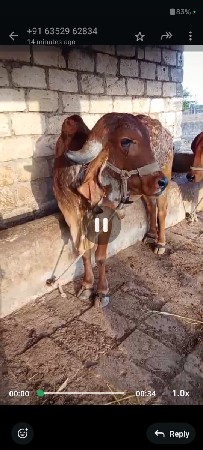 ઘોડી અથવા  વશેરી  લેવાની  છે