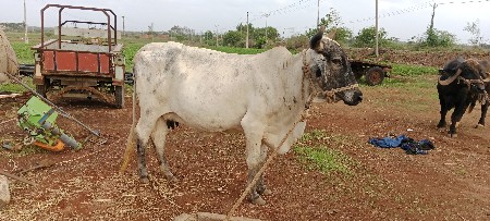 ગાય વેચવા ની છે
