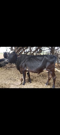 9316888860 આ નંબર પર ફોન કરવો