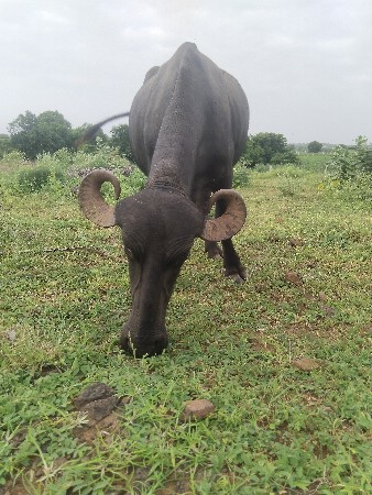 ભેંસ વેચવાની છે