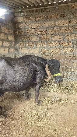 ભેંસ.તીજુવેતર.વયાસે.