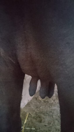પેલુ વેતર