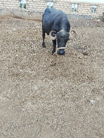 ભેંસ વેચવાની છે