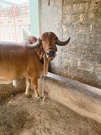 ગીર ગાય વેચવાની છે