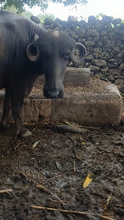 આ.જાફરી.ખડાયવેશવાનિછે