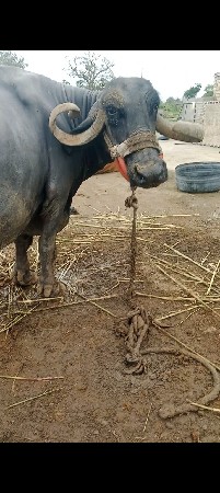 ભેંસ વેચવાની છે