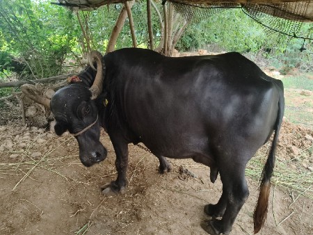 વેસવાની છે