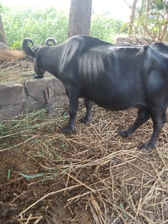 ભેંસ વેચવાની છે