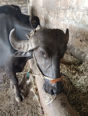 2 ભેંશ વેચવાની છે