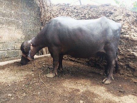 ભેંસ વેચવાની છે ઘરઘરાવ ભેંસ છે