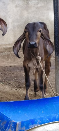 કાળો વાછડો લેવાનો છે