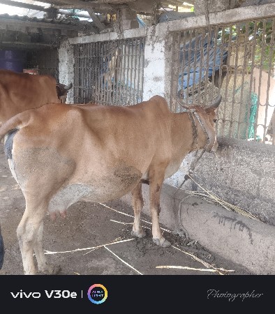 gaay vechavani che