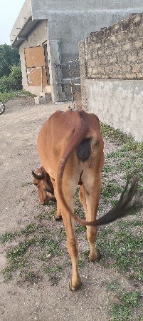 વાછરડી વેચવાની છે