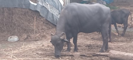 bani bhes vesavani se