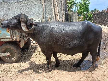 3 જુ વેતર 
15 દિવસ ની કાચી