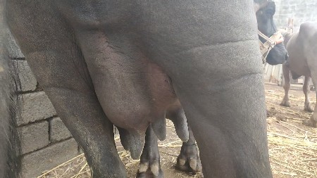 બીજું વેતર ખડાય વેચવાની છે