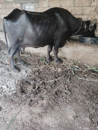 ભેસ.. ને ખડેલી બેઇ વેશવા છે