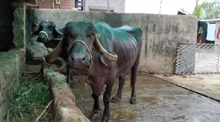 ભેંસ વેચવાની છે....