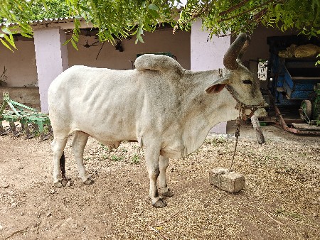 બળદ વેચવાનો છે