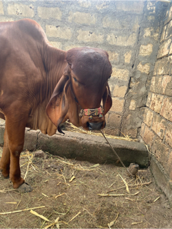 વાસડી વેસવા ની સે ગીર ઓરીજનલ મોરલા ની સે